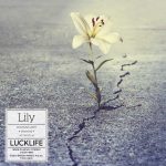 『ラックライフ - Lily』収録の『Lily』ジャケット