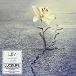 Cover art for『Luck Life - Lily』from the release『Lily