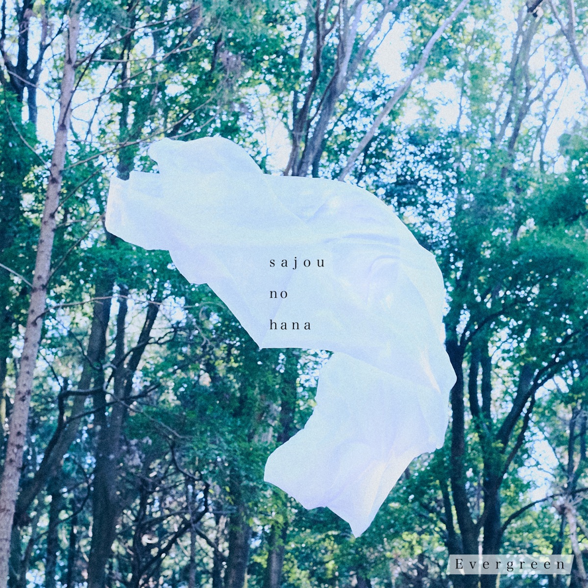 Cover art for『sajou no hana - Evergreen』from the release『Evergreen』