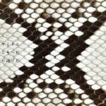 『ゾウハブ feat. ナクモ - アミメニシキヘビが逃げた』収録の『アミメニシキヘビが逃げた』ジャケット