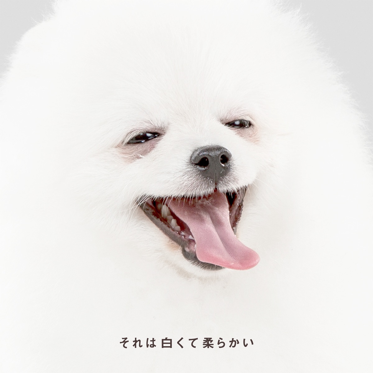 森山直太朗 それは白くて柔らかい 歌詞 スナック キズツキ Ed Lyrical Nonsense 歌詞リリ