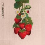 『kobore - STRAWBERRY』収録の『STRAWBERRY』ジャケット