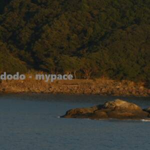 Cover art for『dodo - mypace』from the release『mypace』