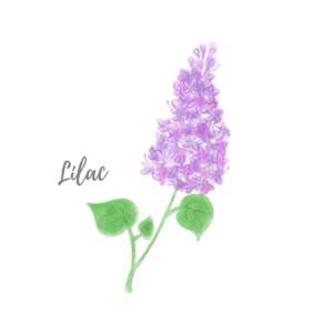 Cover art for『K.K. - Lilac』from the release『Lilac』
