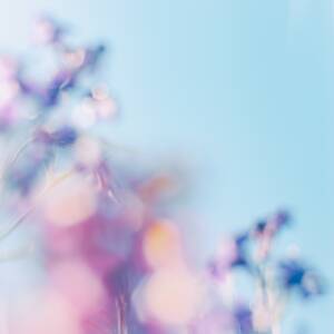 Cover art for『shytaupe - Summer Conte』from the release『tengoku / Summer Conte』