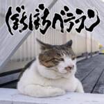 Cover art for『Uchikubigokumon-Doukoukai - Fuwafuwa Pukapuka』from the release『Bochibochi Veteran』