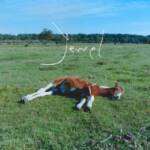 Cover art for『Kroi - Jewel』from the release『Jewel』