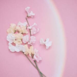 Cover art for『shytaupe - sweet pea』from the release『sweet pea』