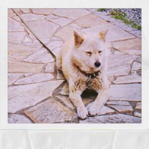 Cover art for『Macaroni Empitsu - Hana』from the release『Hana』